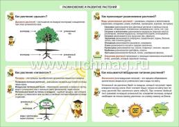 Окружающий мир.  Размножение и развитие растений. 1-4 классы: Таблица-плакат 420х297 — интернет-магазин УчМаг