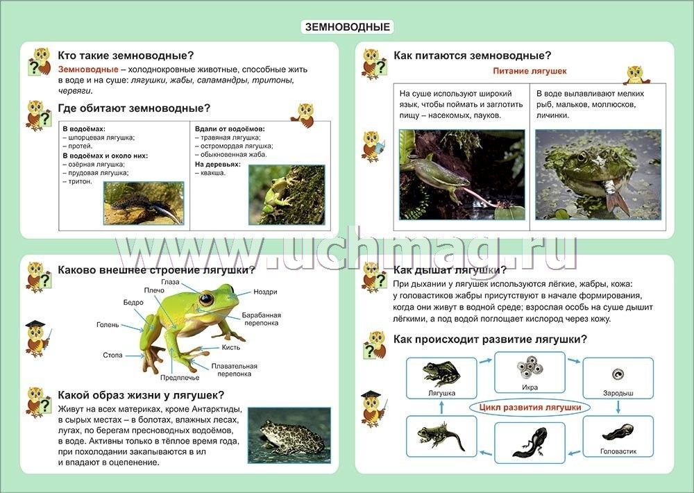 Контрольная работа рептилии. Земноводные задания для дошкольников. Земноводные окружающий мир для дошкольников. Земноводныепресмыкающиесязадантя. Тема земноводные для дошкольников.