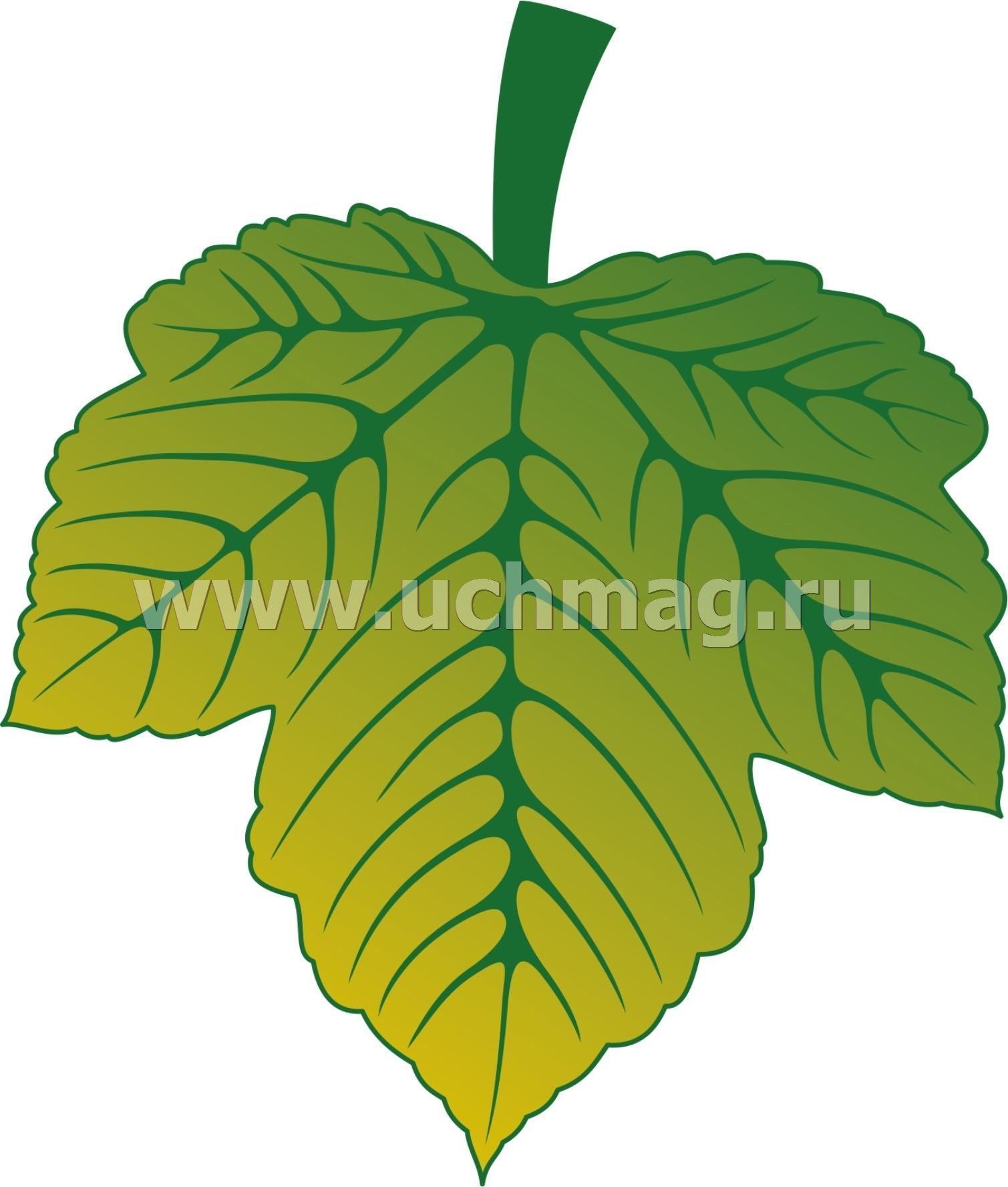 Mini Plakat Vyrubnoj List Vinograda Zelenyj 110h128 Mm Kupit Po Cene 5 40 Rub V Internet Magazine Uchmag