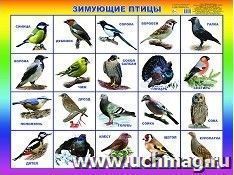Плакат "Зимующие птицы" — интернет-магазин УчМаг