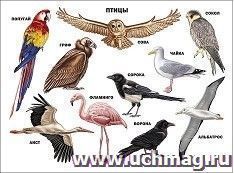 Плакат "Птицы" — интернет-магазин УчМаг