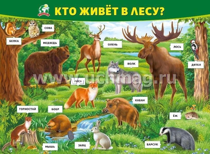 Кто живет в оке