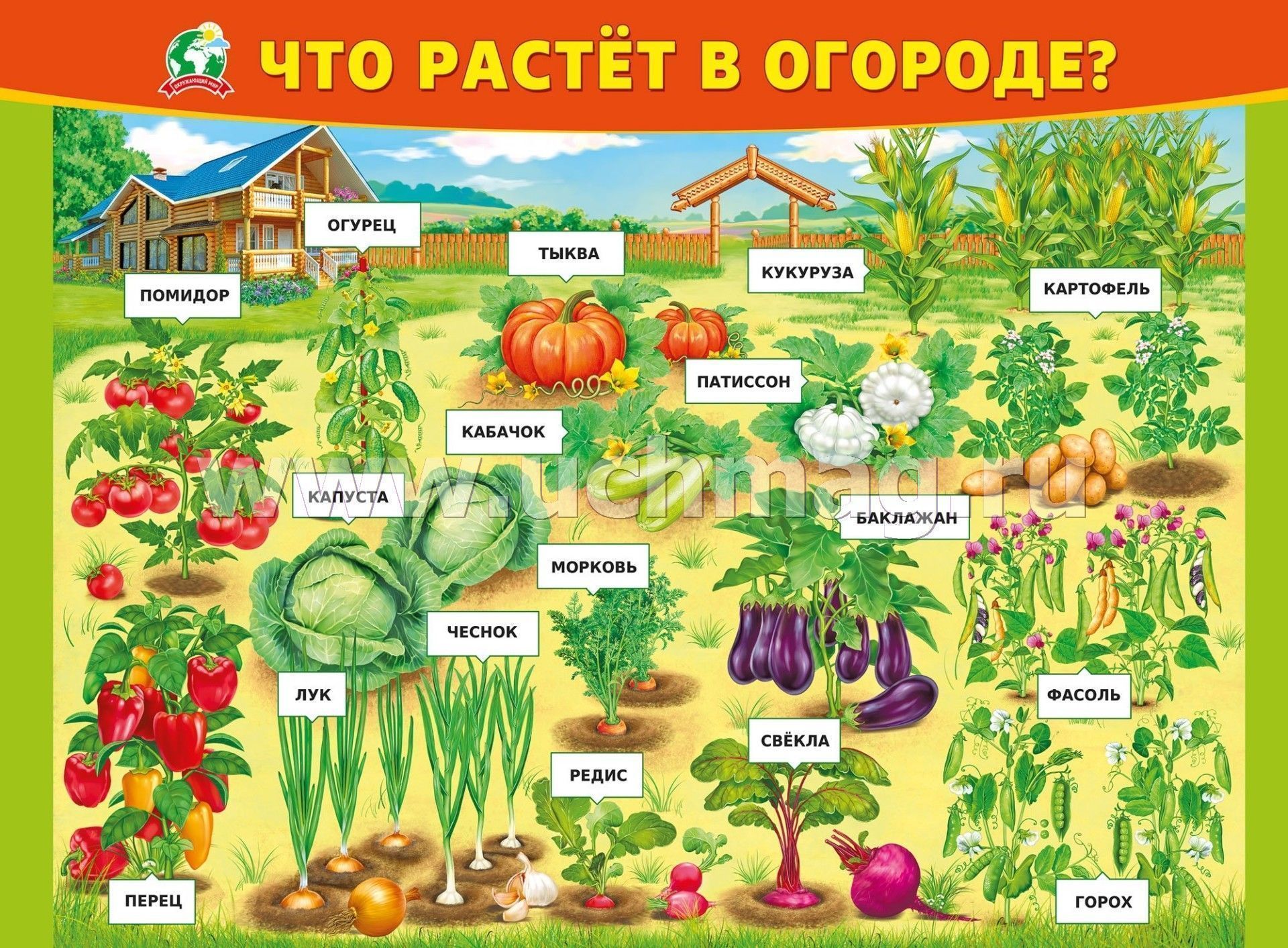 Что растет в саду картинки