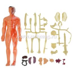 3D - пазл "Тело человека" — интернет-магазин УчМаг